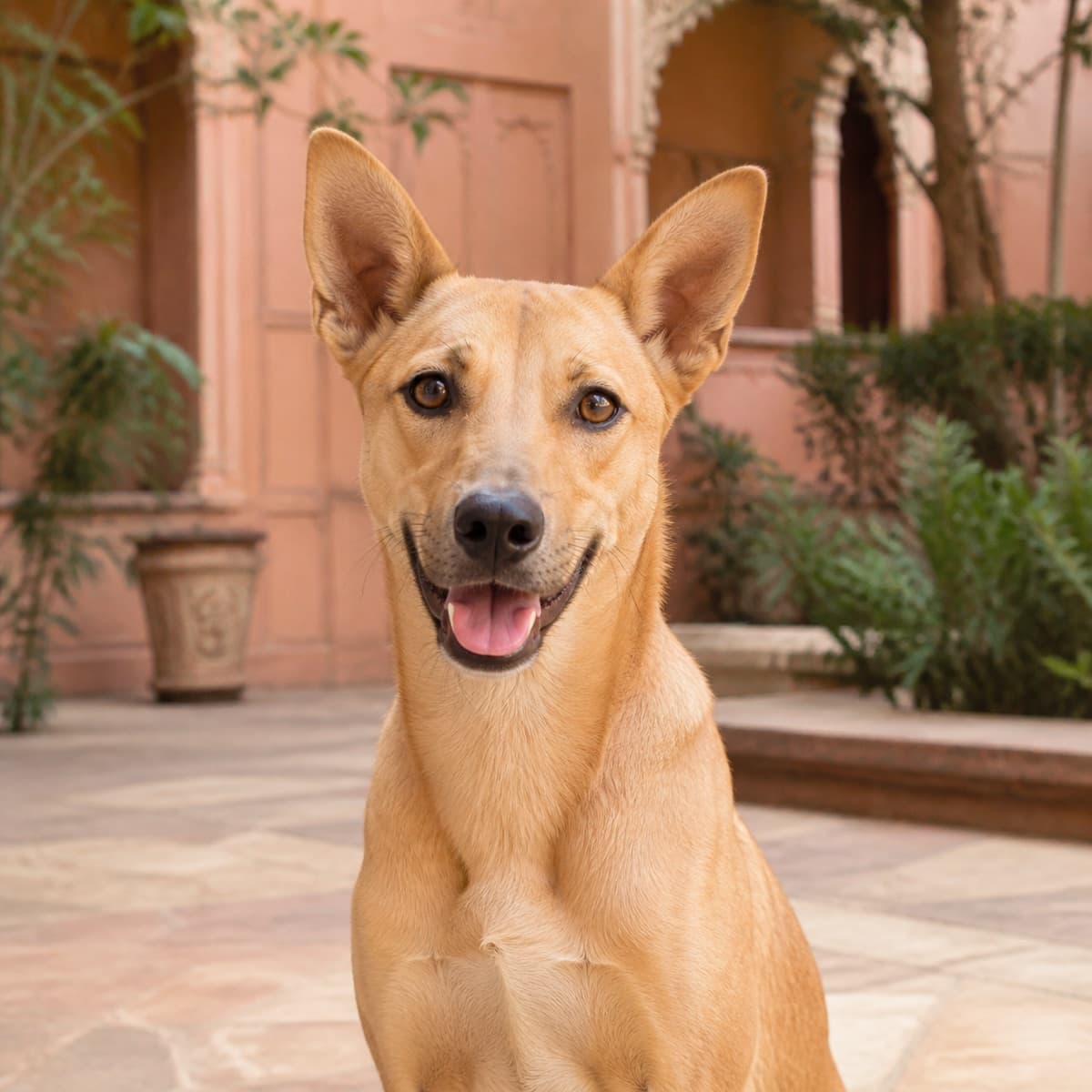 Fictional demo portrait of Chikki, a caramel female Indie dog
